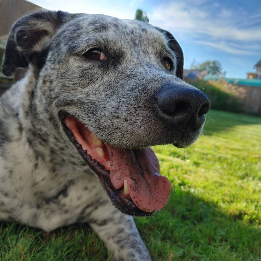 Murphy update! He is doing great and all healed up. He's recently got ...