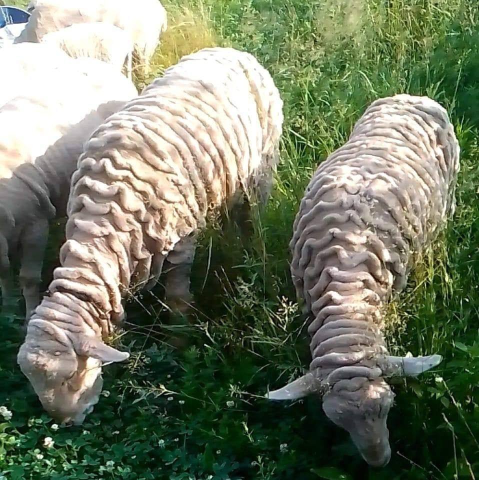 Sheep breeders association south Kashmir | Which site is best for doing ...