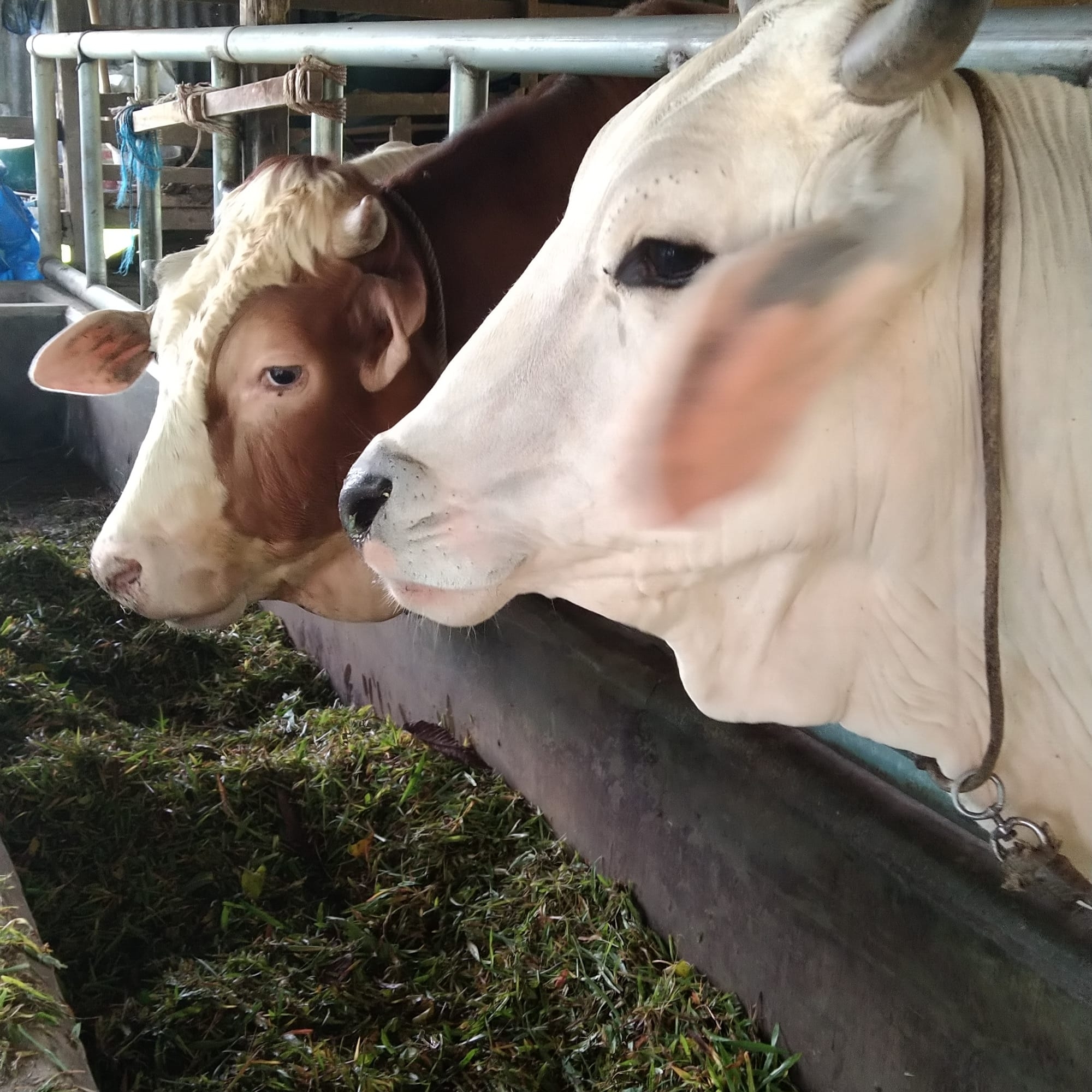 Video Seputar Sapi