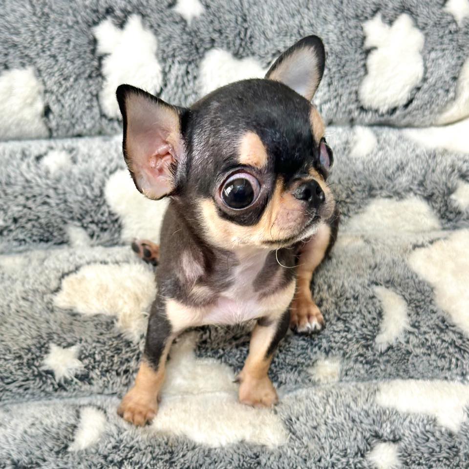 Trại chó Bình Cao - - Linh mới Rambo lấy vợ , là con gái Boomer ! 😍😍😍😍 ...