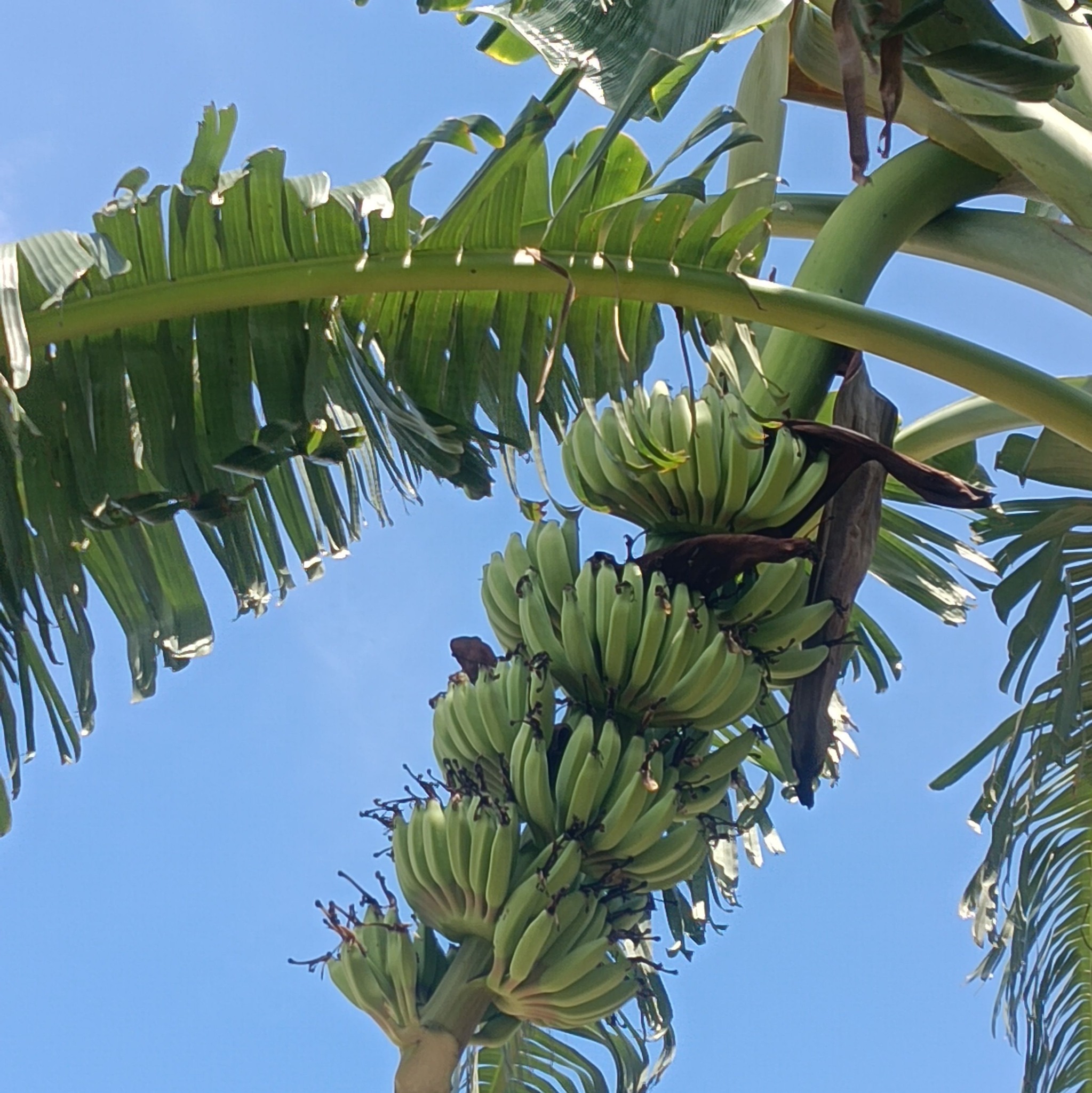 connecting banana trees with trees Papaya is a unique but possible tree ...