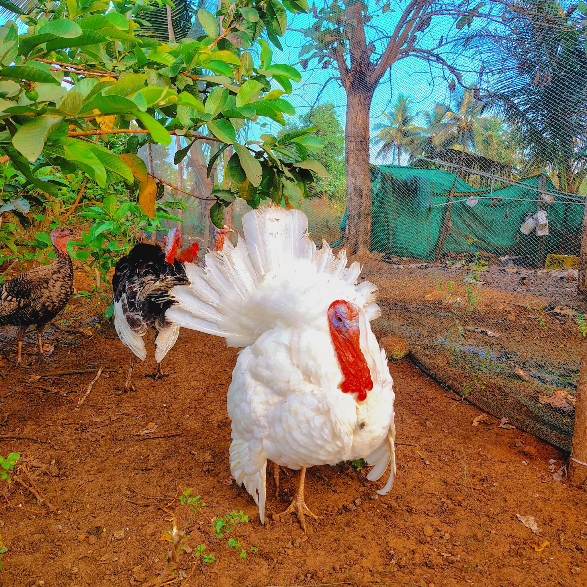 🐥 ️ 2nd Batch Hatching – Customer Delivery! நம்ம Farm-ல Turkey Chicks-ஐ ...