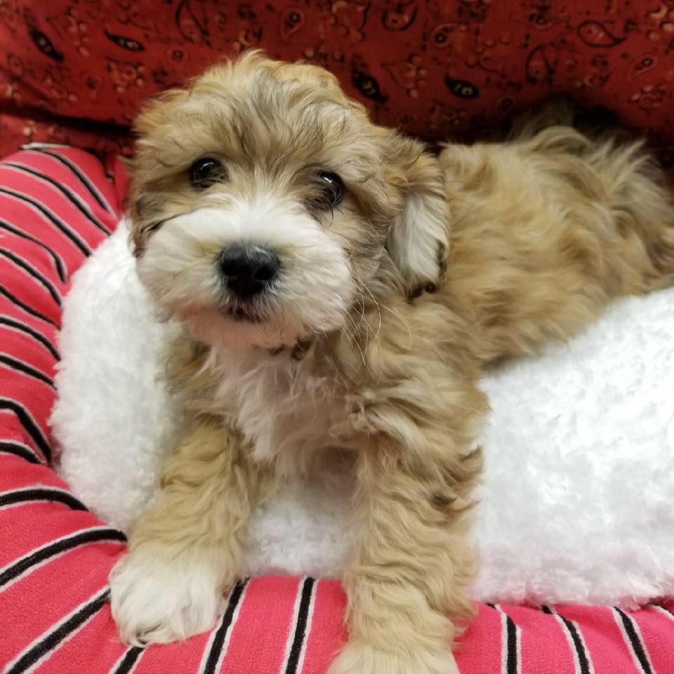 Call or DM with any questions!!🐾🤎🤍 Whiteway Pet Shop 📍950 Elizabeth ...