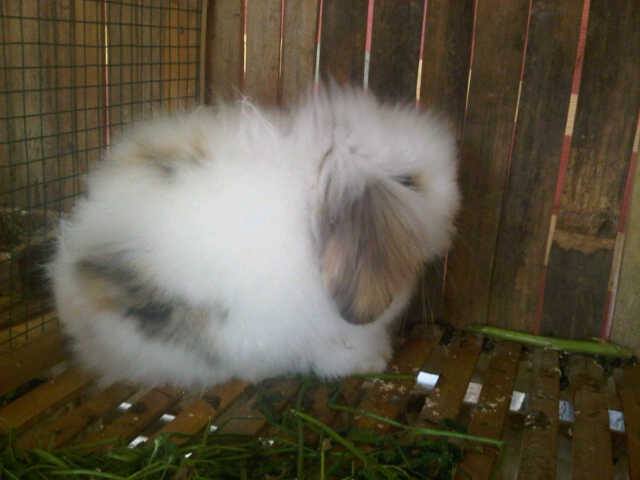 KAYLA Rabbit FARM | Jawa