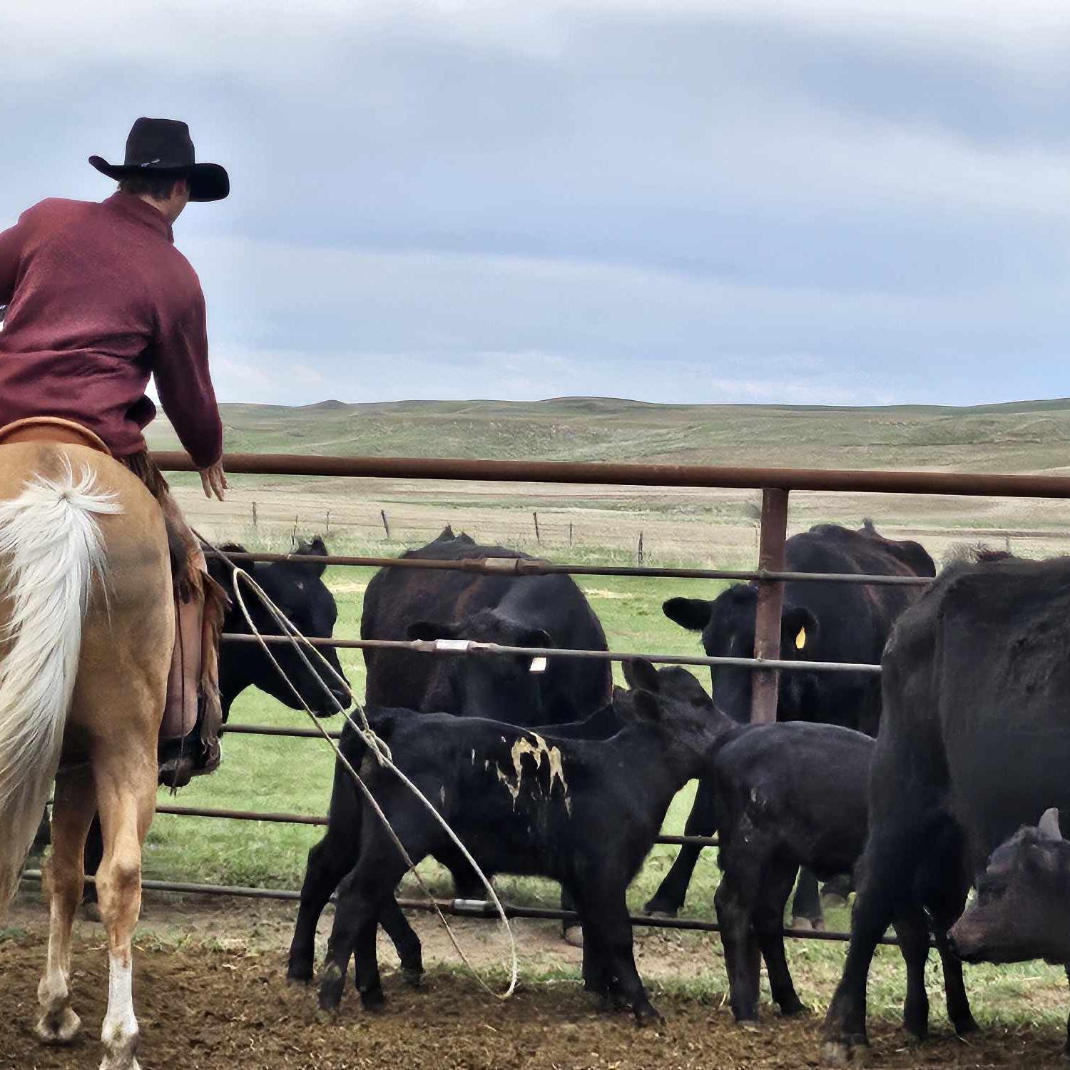 Roping cattle only for sale or lease in MT | Facebook