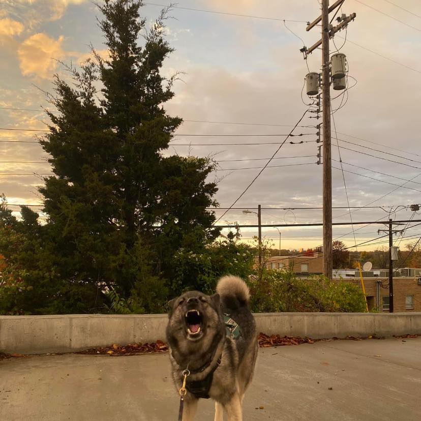 Ruffland Kennels Buy/Sell/Trade-Verified | Facebook