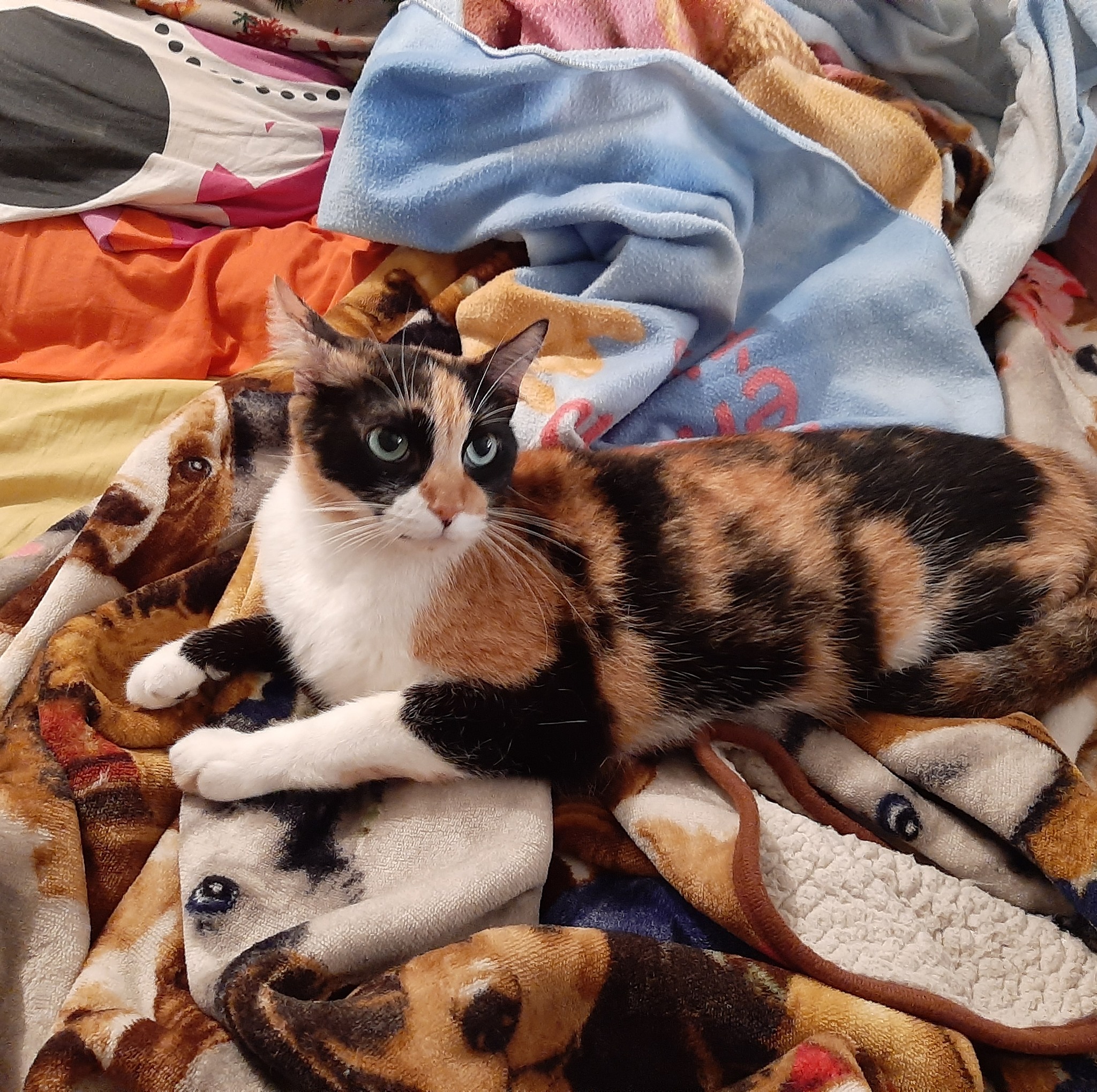 Adopta una Mascota - Bucaramanga | Buenas noches, hace dos días, yo ...