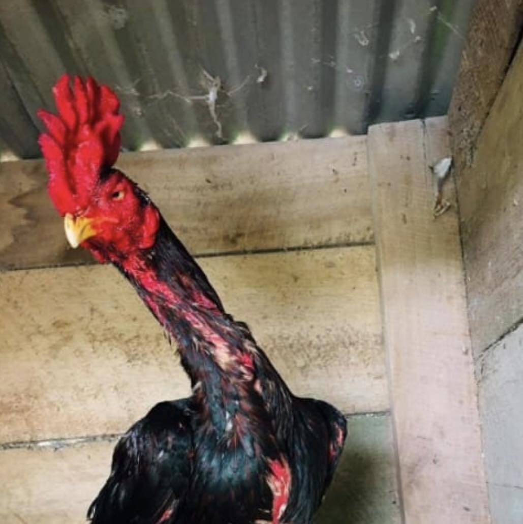 Wayamba Fighting Roosters