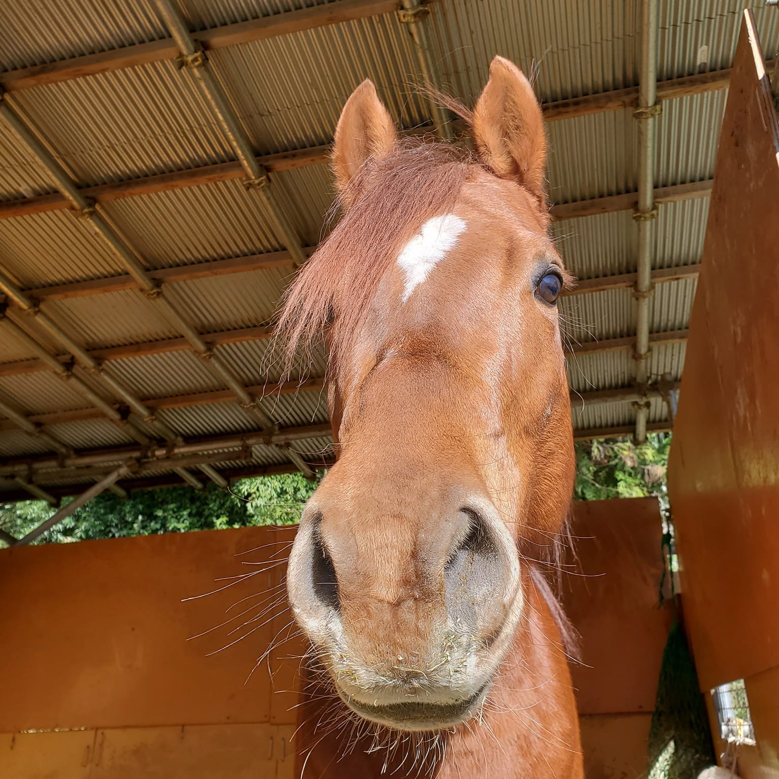 里山乗馬クラブ - 軽トラにアングルをつけて、ハローがけ！！ ハロー 