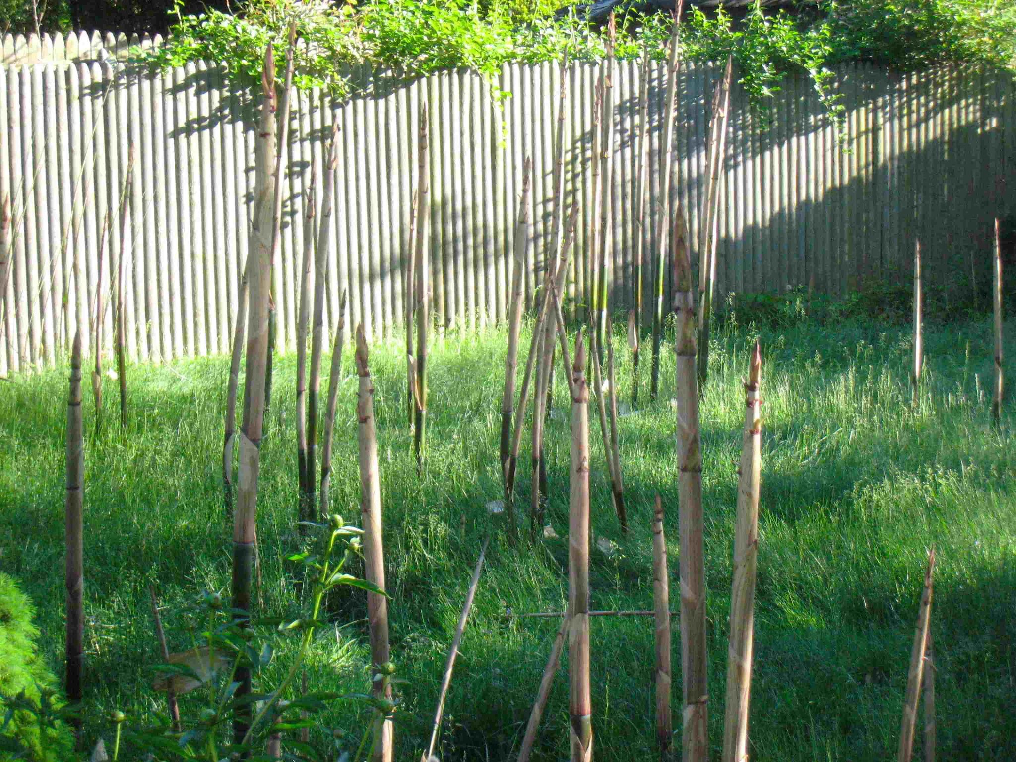 Institute of Invasive Bamboo Research | Seymour CT