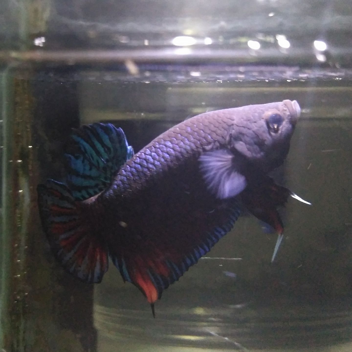 Akatsuki Betta Fish Indonesia