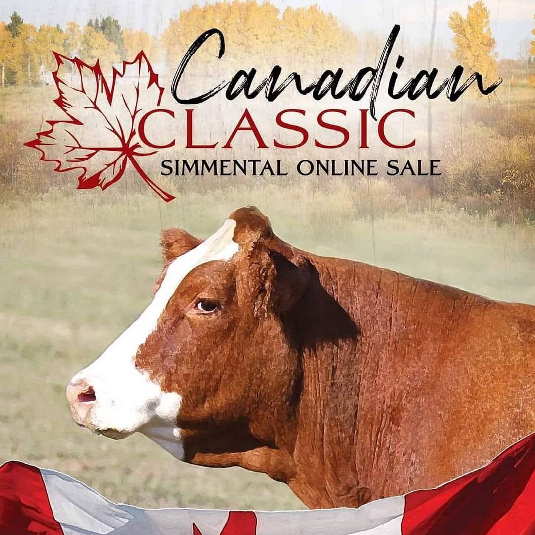 Canadian Classic Simmental sale | Lacombe AB