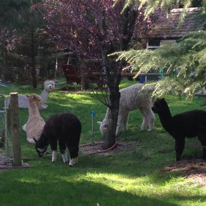 The HHH Ranch | Roy WA