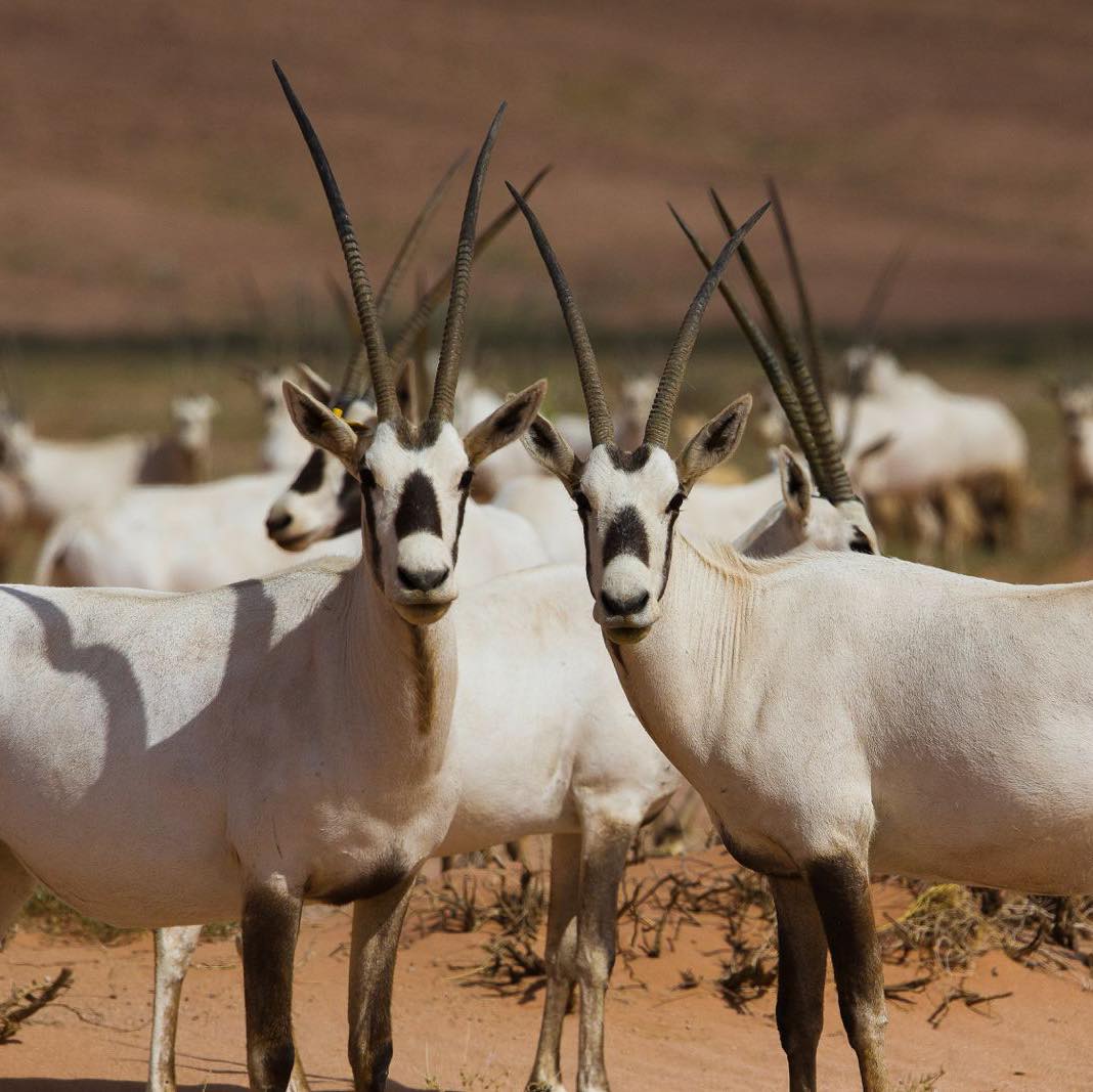 مديرية منطقة وادي رم الطبيعية Wadi Rum Protected Area