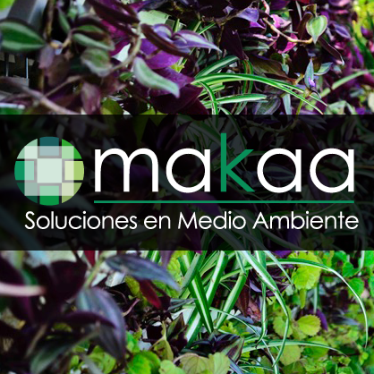 Makaa