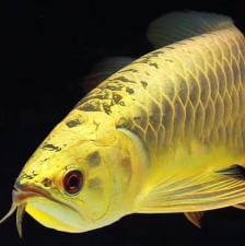 Issac Arowana