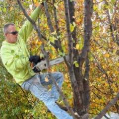 Asap tree and shrub | Clarkston Heights WA