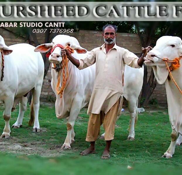 Khursheed cattle farm | Multan