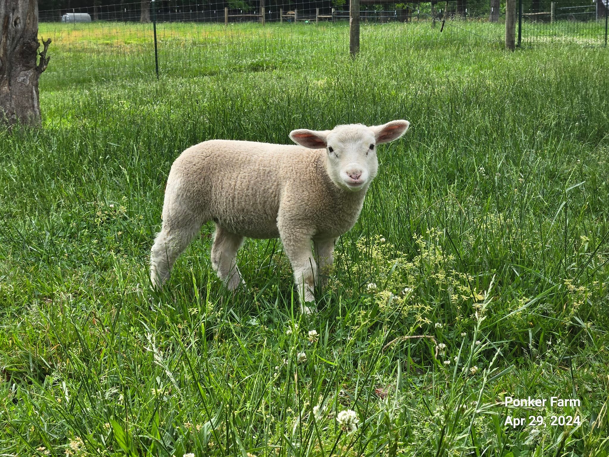 I have several flocks of ducks each flock must go together located in ...