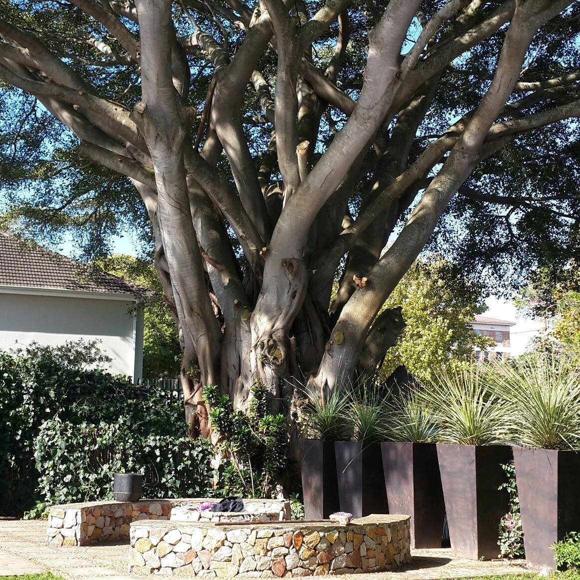 JJ Tree Felling Services and Garden Maintenance | Port Elizabeth