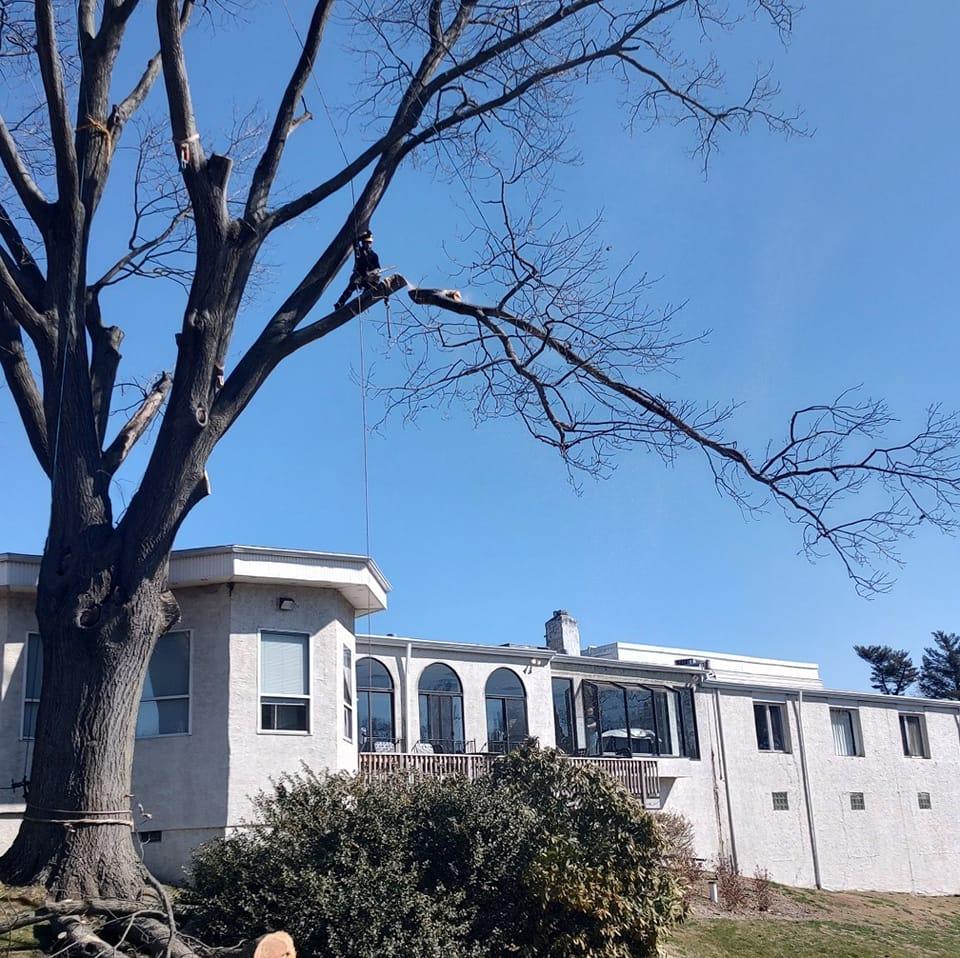 Riggs Tree Service, LLC. | Bryn Mawr PA
