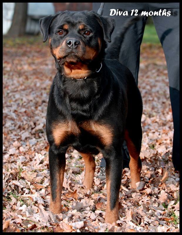Champion Rottweilers in Pennsylvania | Lebanon PA
