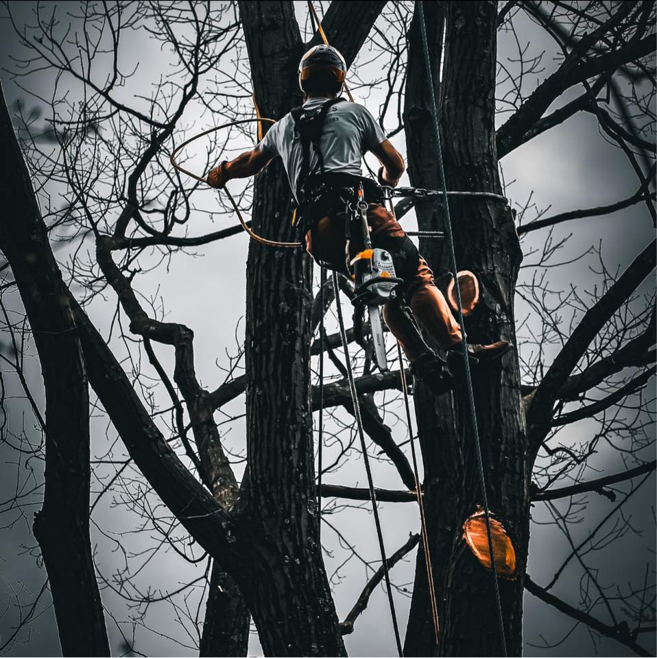 Matt’s Tree Services