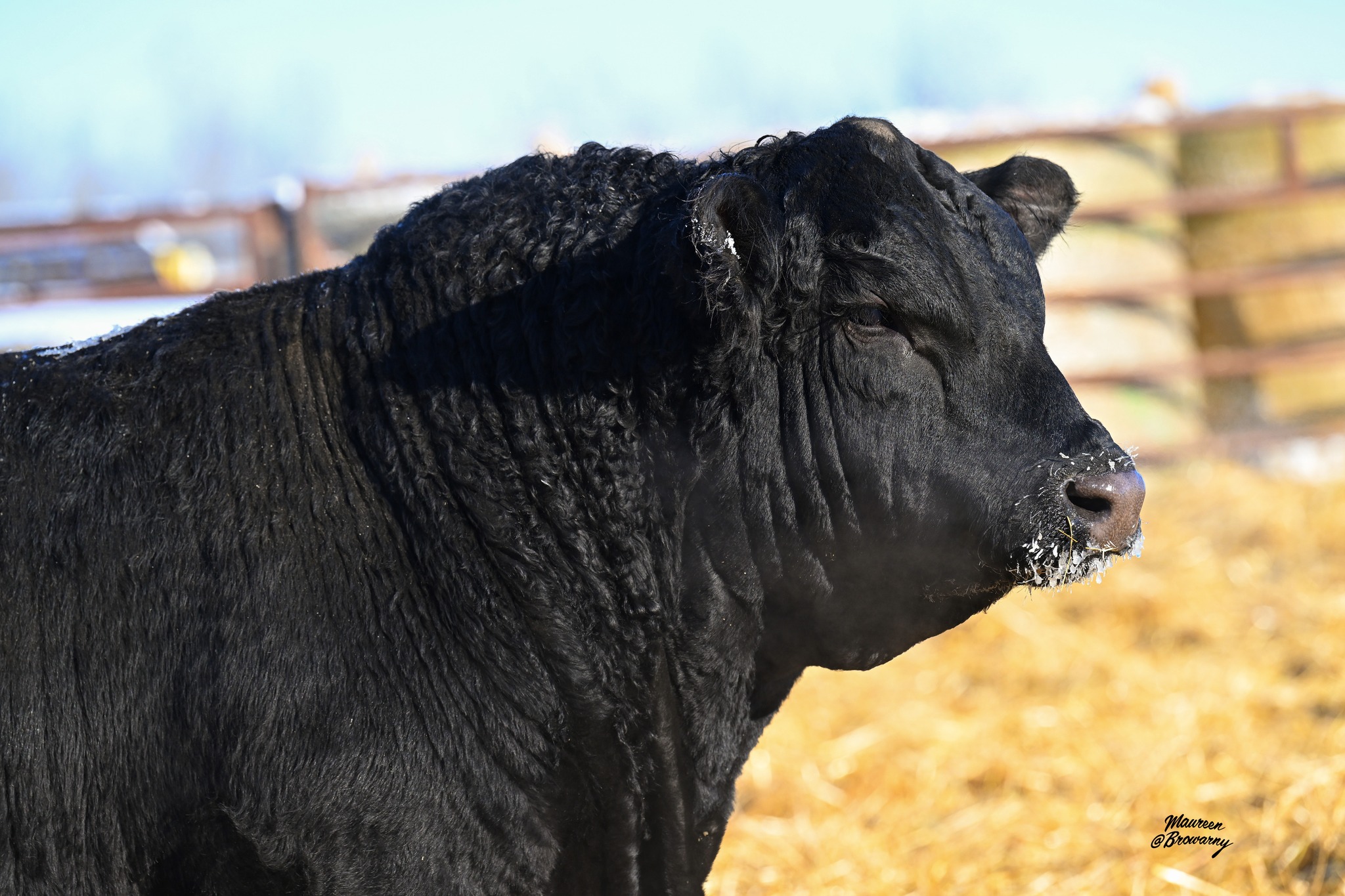 M & J Farms Simmentals & Angus