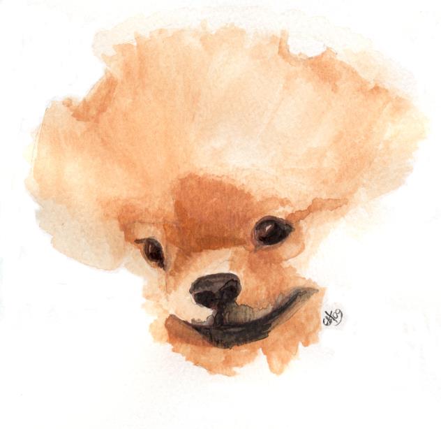 AC Dynasty Pomeranians (@AcDynastyPomeranians) • Facebook