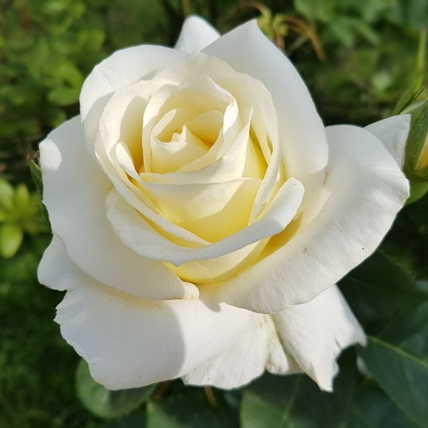 Carl Stephen Southall 22nd May... - Collingwood Funeral Home | Facebook