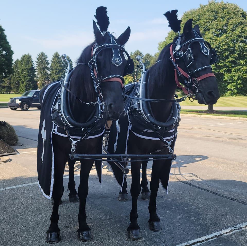 Live Pony Cart Rides Prince Philip Rides Horse And Cart At Windsor
