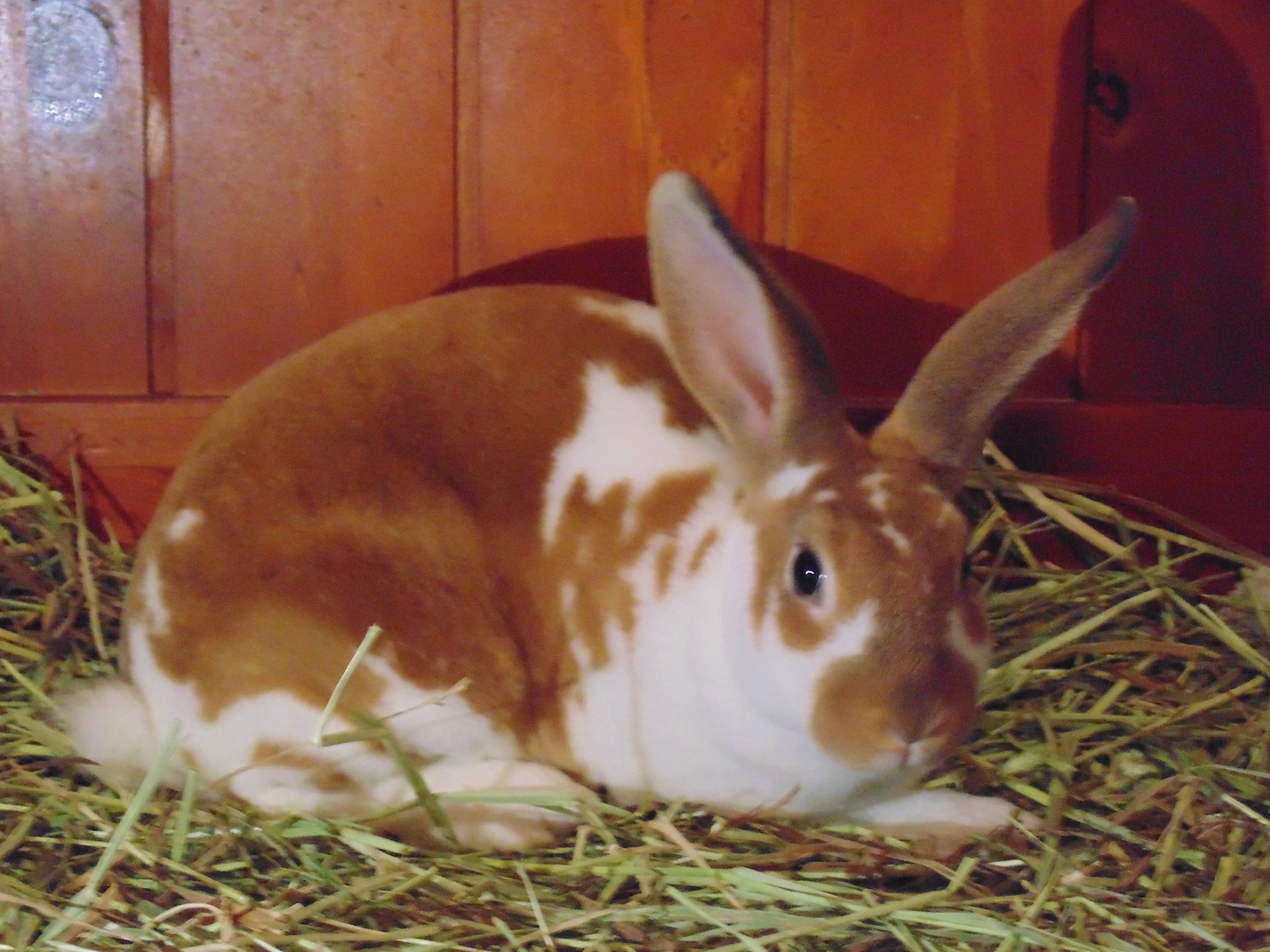JF Rabbitry | Cleveland TX