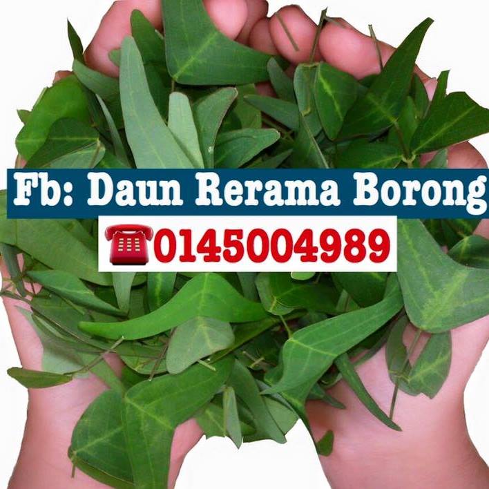 Daun Rerama Borong