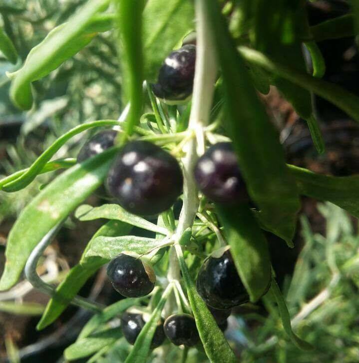 BLACK GOJI BERRY-lycium Ruthenicum