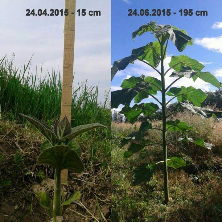 Paulownia Eko tree Banja Luka | Banja Luka