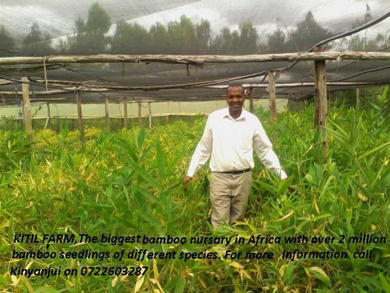 Bamboo seedlings | Nairobi