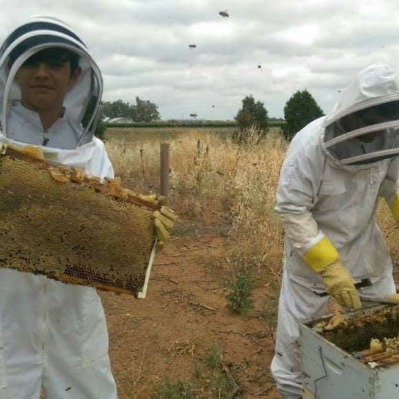 Bee & European Wasp Removals