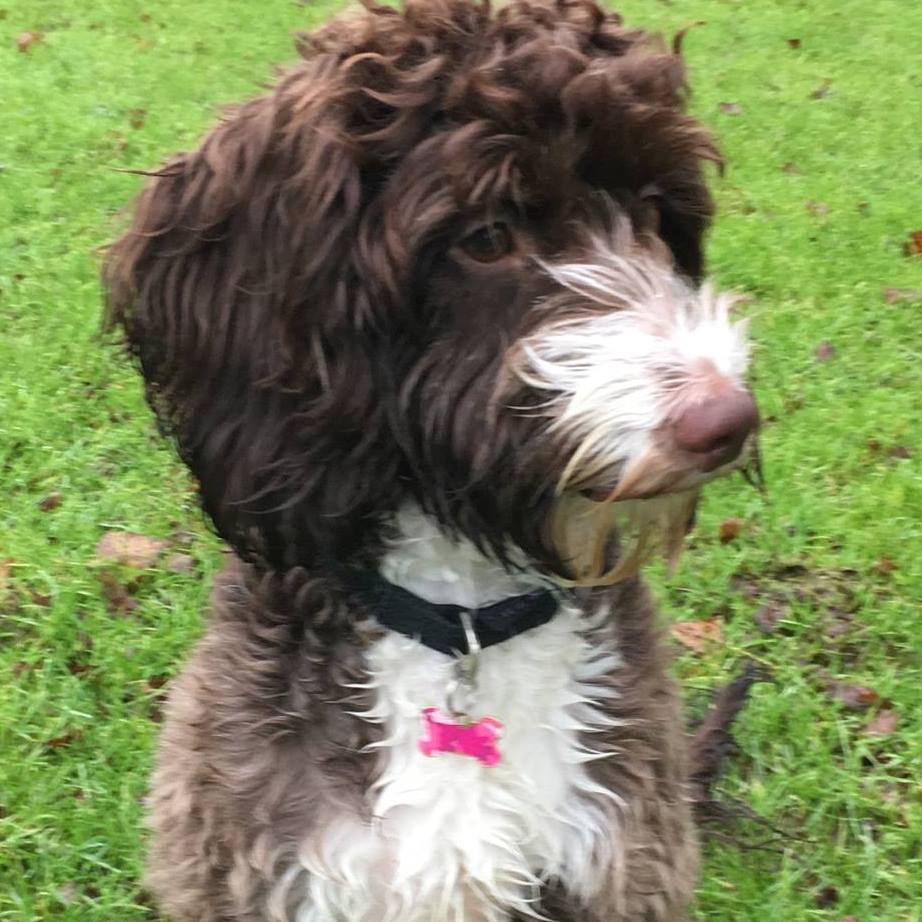 Rosie's F2 Cockapoo pups