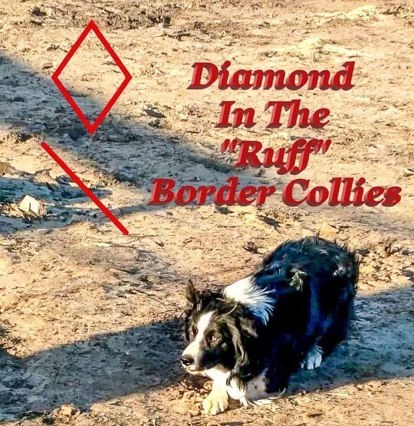 Diamond in the Ruff- Stock Dogs