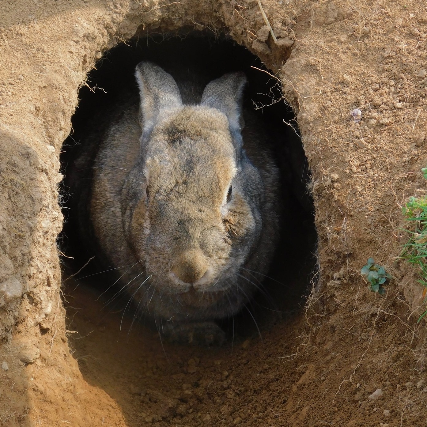 Rabbit Acre