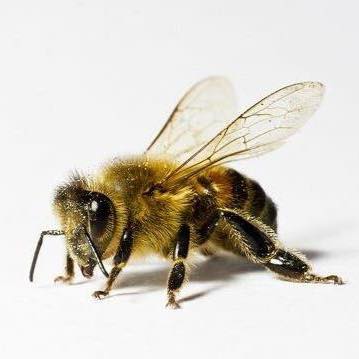 Weatherbee Honey