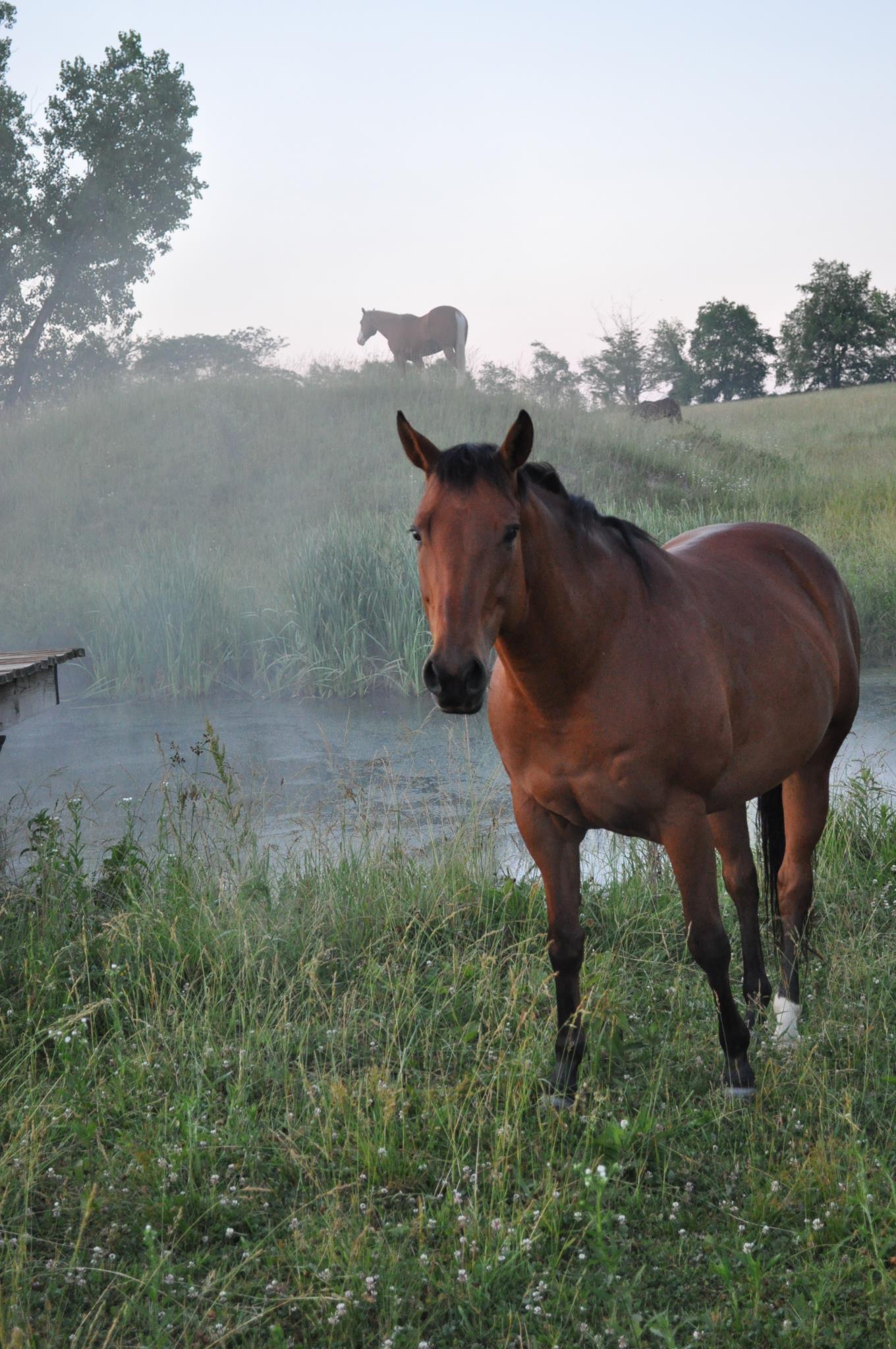 3P Ranch | Circleville OH