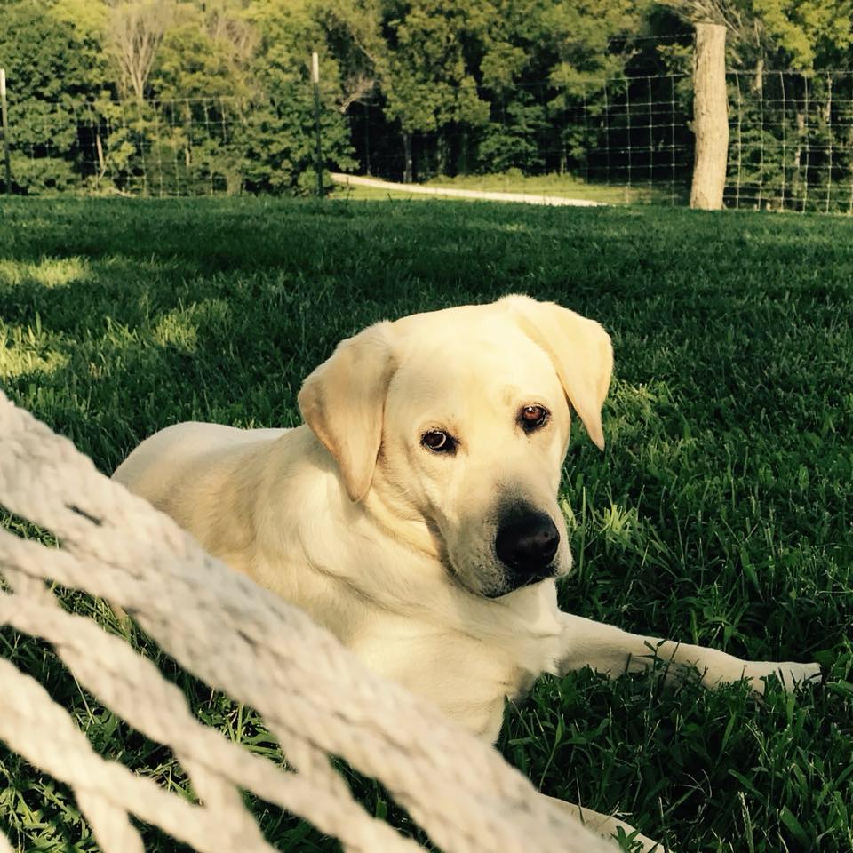 Cypress Bluff Labradors | Weston MO