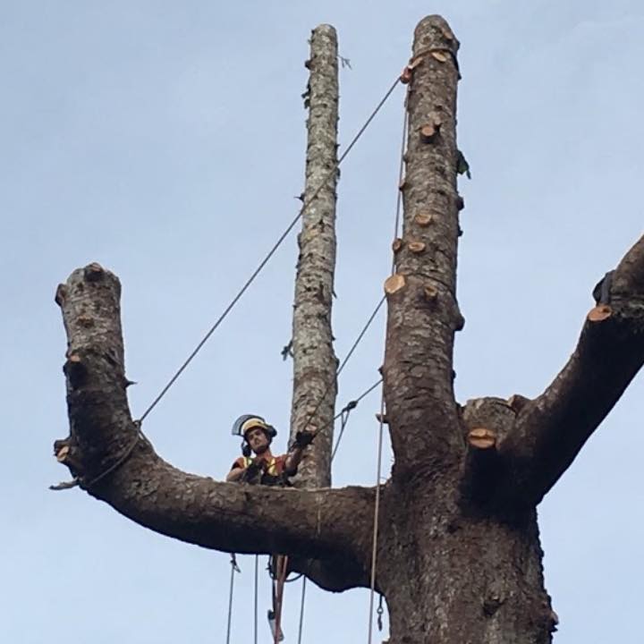 Royal Oak Tree Service | Gabriola BC