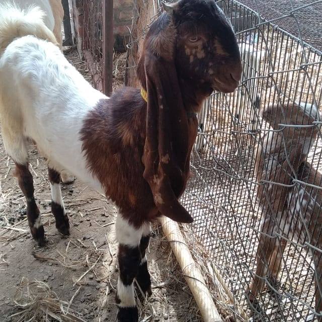 Mubeen goat farm | Dahar