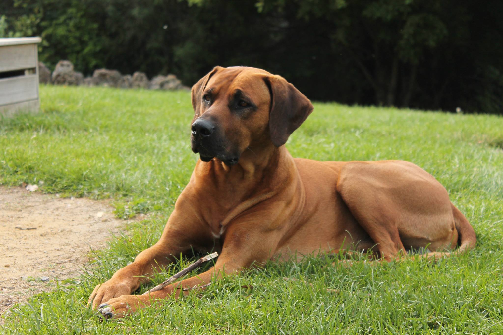 Panorama Ridgebacks | Masterton