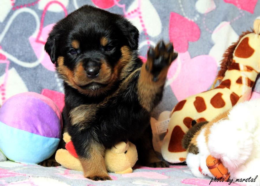 Margarotte -FCI Rottweiler Kennel | Poznan