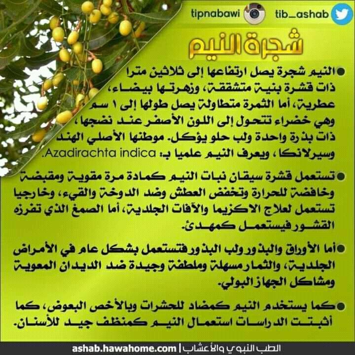 شجرة نيم