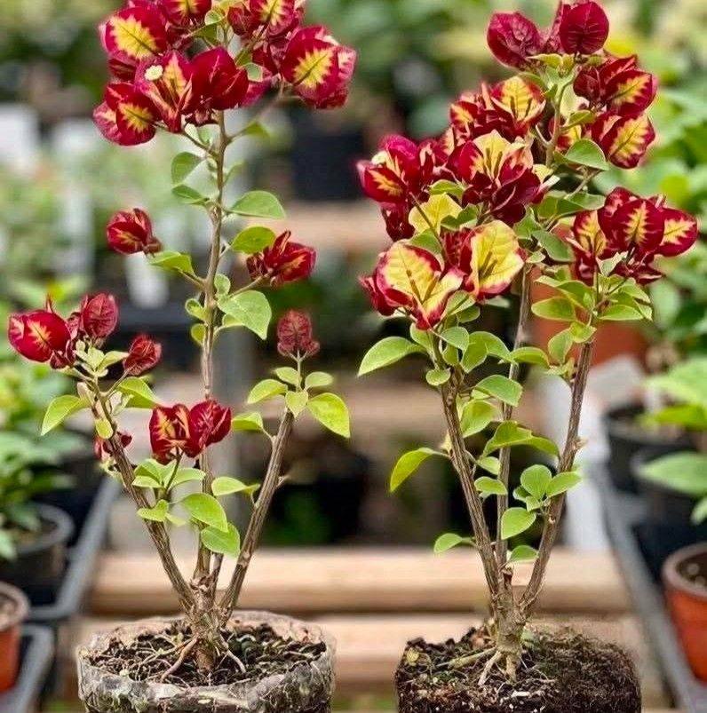 Belajar merawat bunga 🌺 | Facebook