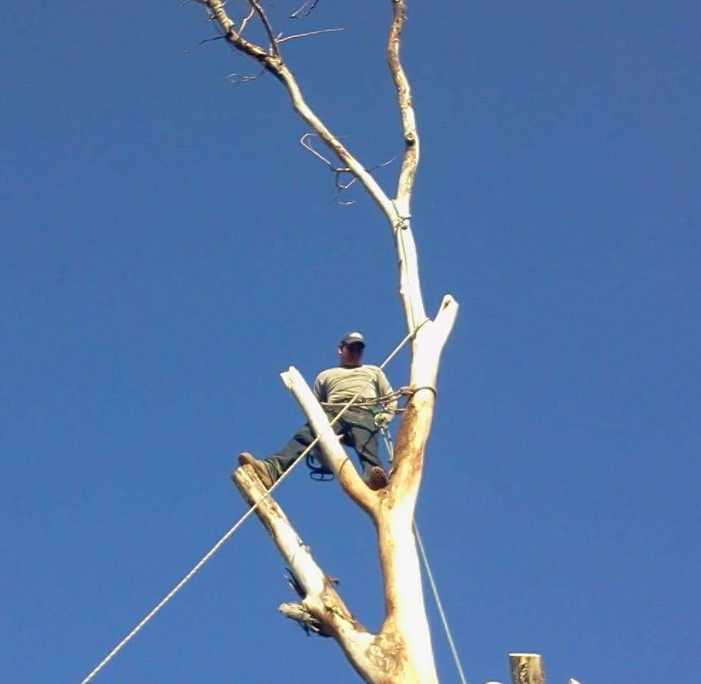 Tejas Tree Service